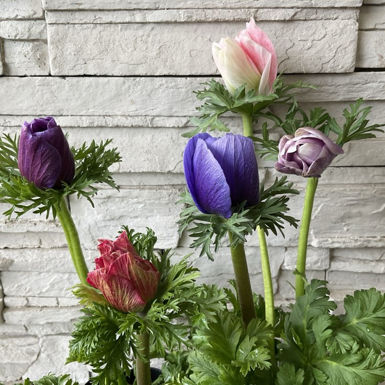 すべての商品 | 橋本種苗園オンラインストア