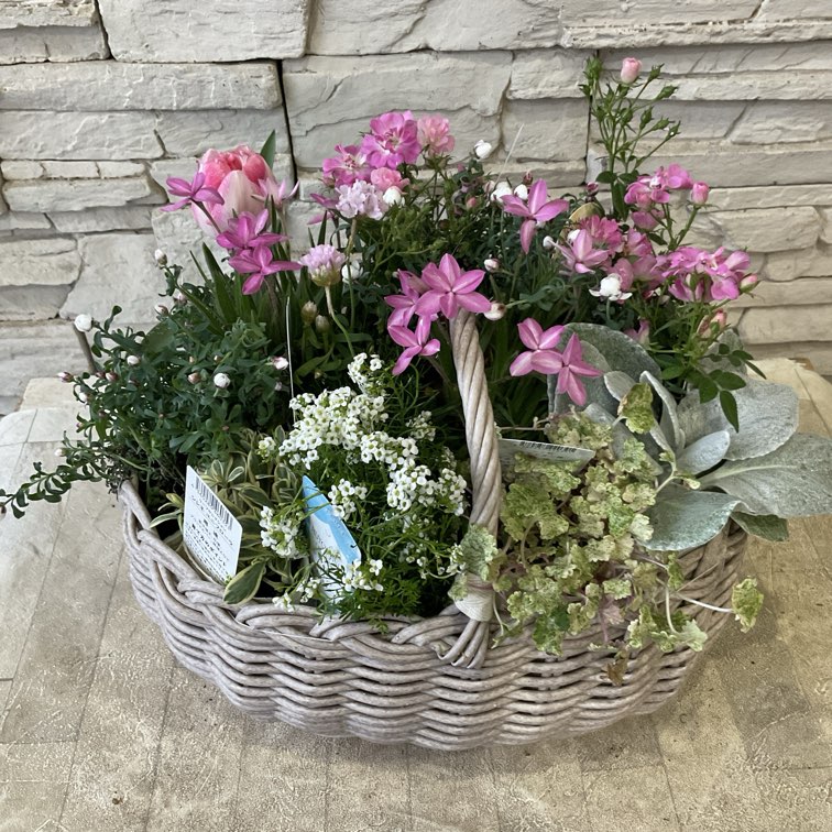 寄せ植え | 橋本種苗園オンラインストア