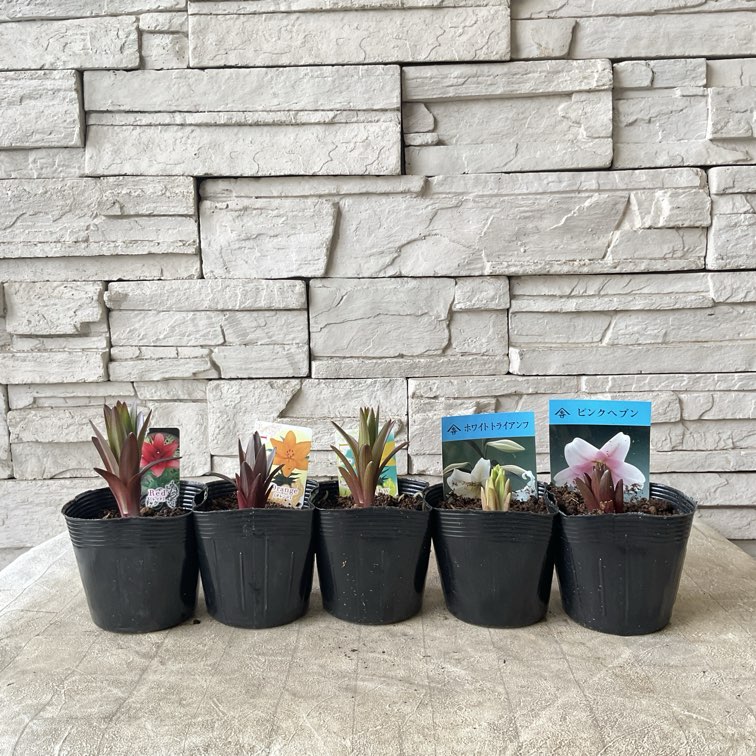 橋本種苗園オンラインストア |