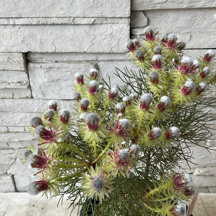 セルリア ラズベリーバースト | 鉢花・花苗 | 橋本種苗園オンラインストア