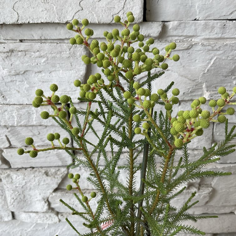 バーゼリア　ピッコロ