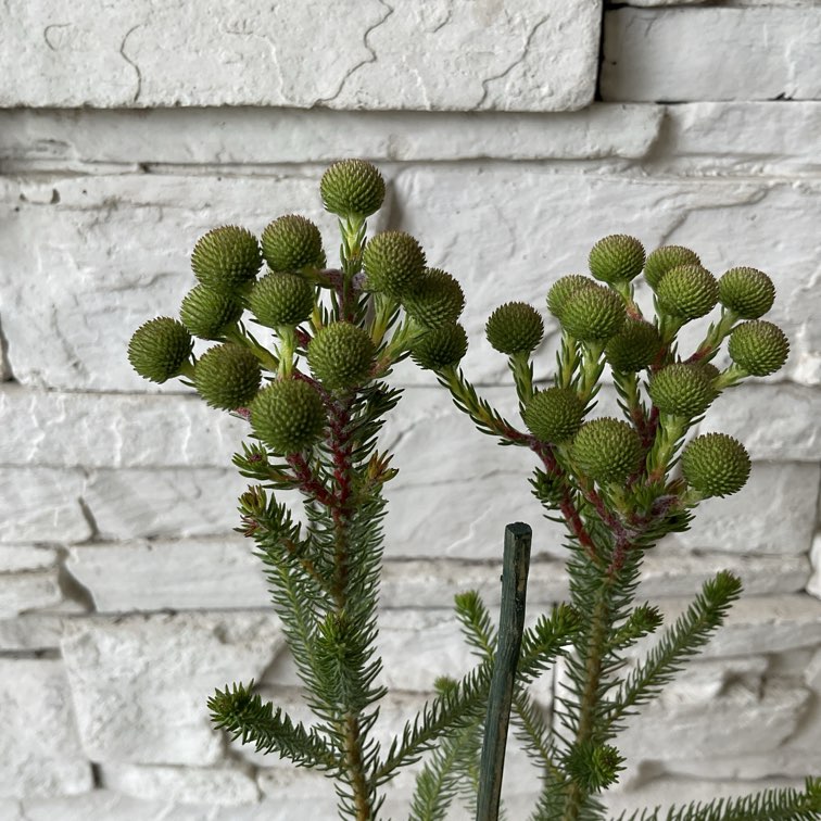 バーゼリア　グリーニッシュ