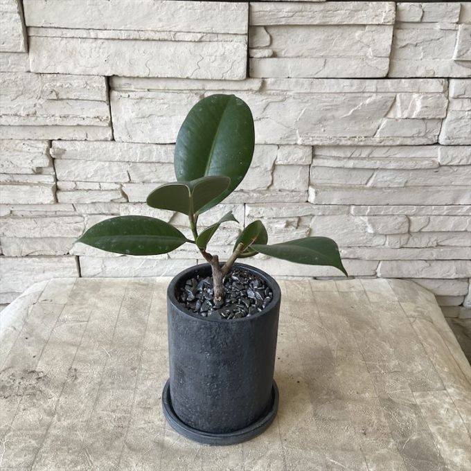 【観葉植物】ゴムの木　陶器鉢植え