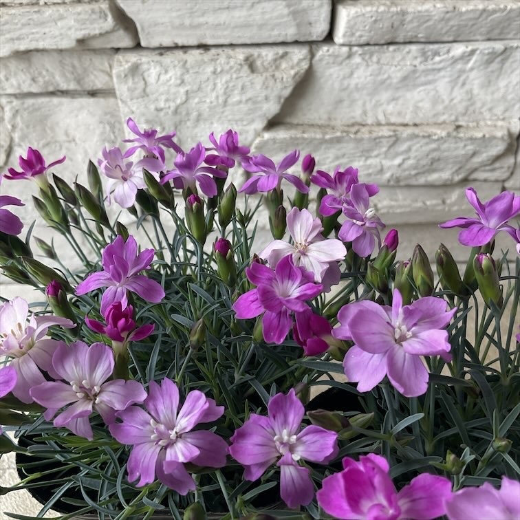 ダイアンサス　フルーリアムール　サクラドロップ