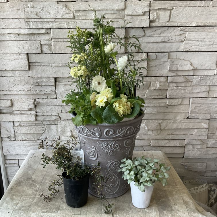 【自分で作る寄せ植え花苗セット】グリーンとグリーンとライムイエローの寄せ植え
