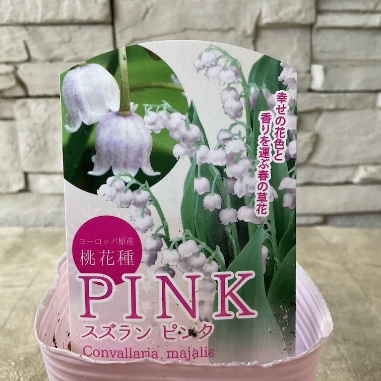 スズラン ピンク