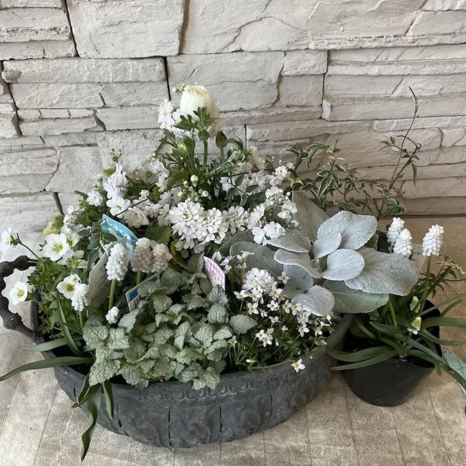 【自分で作る寄せ植え花苗セット】真っ白小花の寄せ植え
