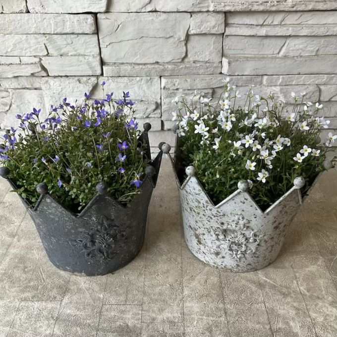 ヒナソウ王冠鉢植えSサイズ　選べる鉢色、花色