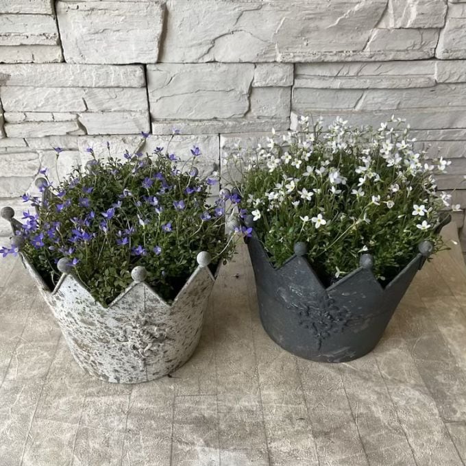 ヒナソウ王冠鉢植えLサイズ　選べる鉢色、花色