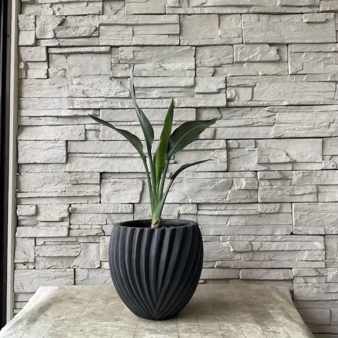 【観葉植物】ストレチア　レギネ　陶器鉢植え