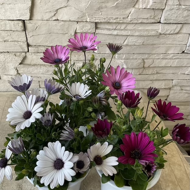 オステオスペルマム　4寸鉢