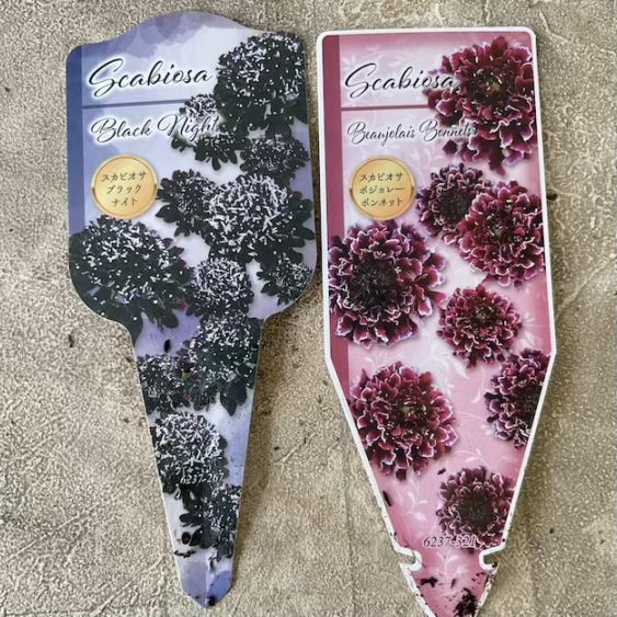 スカビオサ　9寸ポット