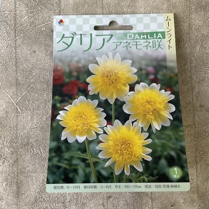 【球根】ダリア　アネモネ咲　ムーンライト　黄　1球入　タキイ種苗
