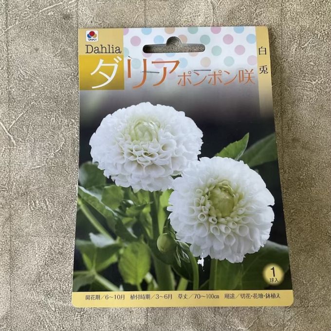 【球根】ダリア　ポンポン咲　白兎　1球入　タキイ種苗