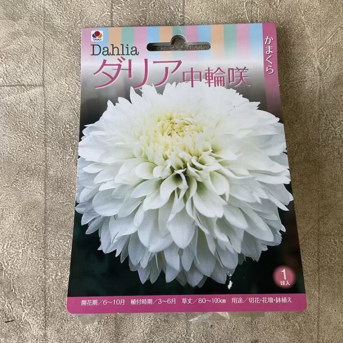 【球根】ダリア　中輪咲　かまくら　白　1球入　タキイ種苗