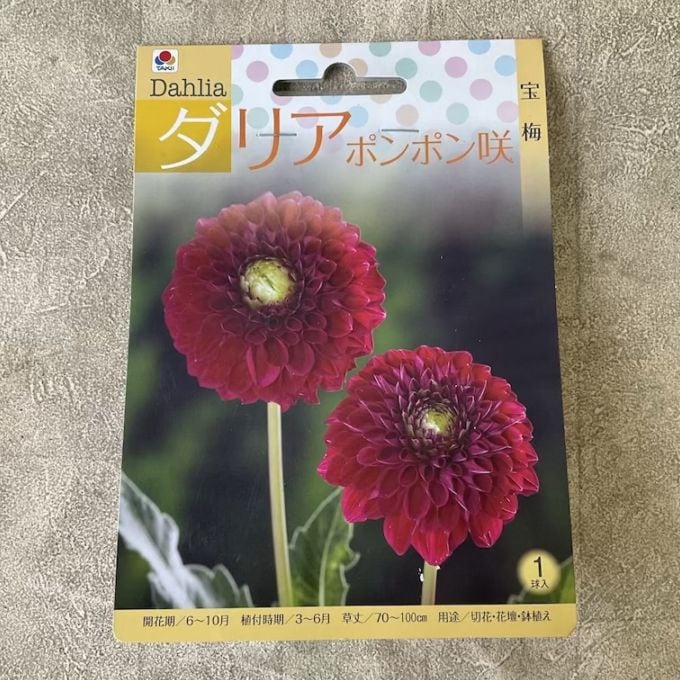 【球根】ダリア　ポンポン咲　宝梅　1球入　タキイ種苗