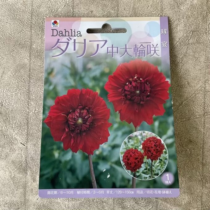 【球根】ダリア　中輪咲　球宴　1球入　タキイ種苗