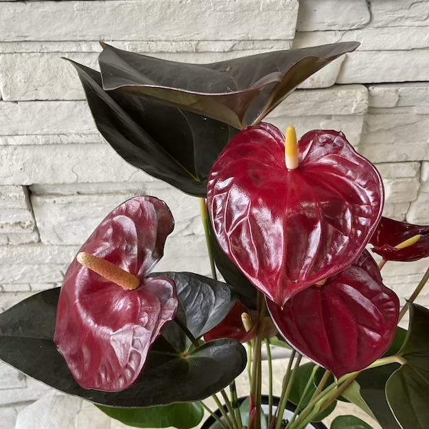 【観葉植物】アンスリウム　デリカータ