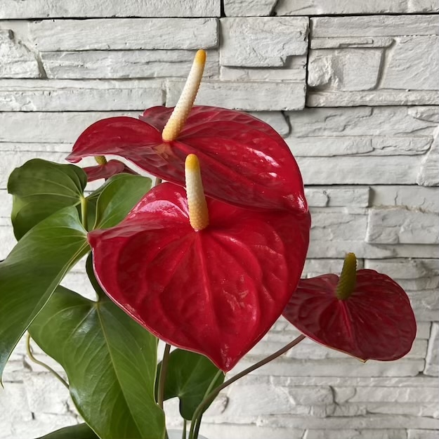 【観葉植物】アンスリューム　アイダホ　赤