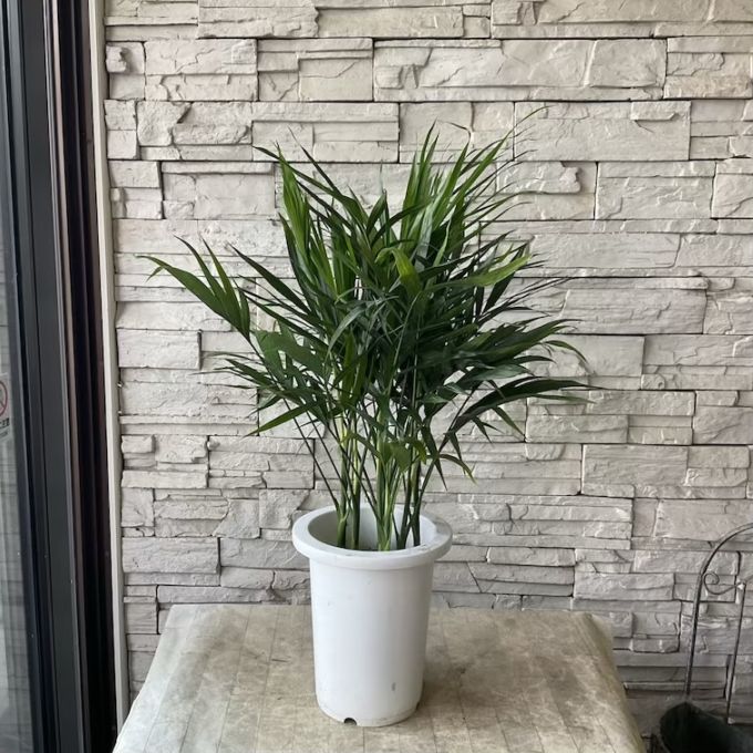 【送料無料】【観葉植物】メキシコケンチャヤシ　 7寸鉢