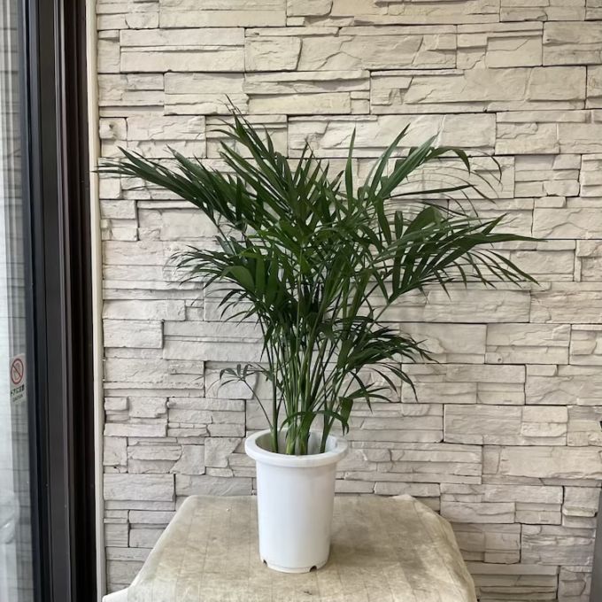 【送料無料】【観葉植物】メキシコケンチャヤシ　 7寸鉢