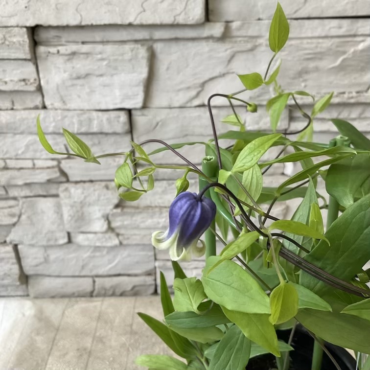 鉢花・花苗 | 橋本種苗園オンラインストア