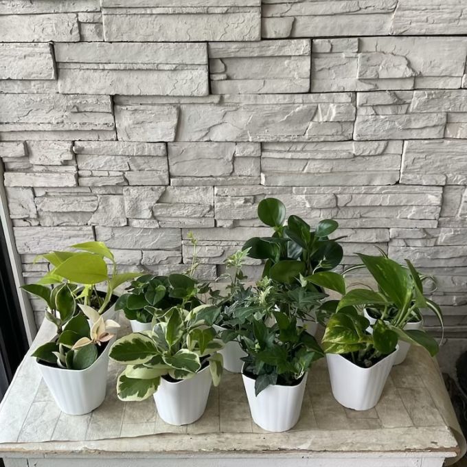 【観葉植物】ミニ観葉植物　お任せ　 3寸ポット