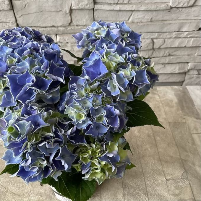 【見切品】紫陽花　キャンディーハート　4号鉢