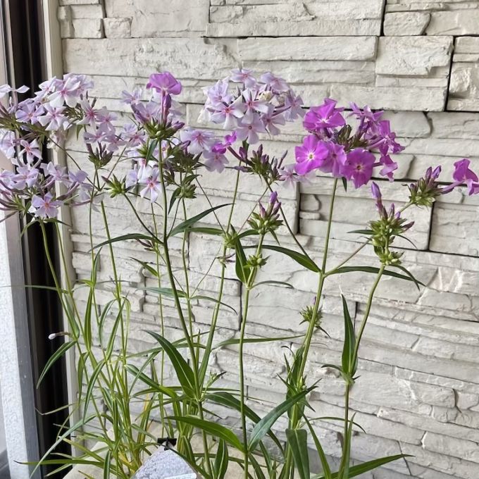 鉢花・花苗 | 橋本種苗園オンラインストア