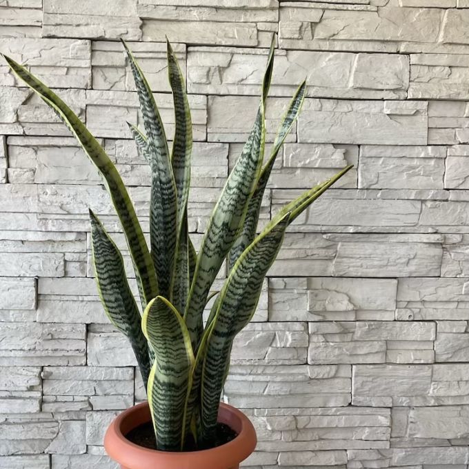 【送料無料】【観葉植物】サンスベリア　8号鉢