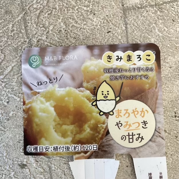 【野菜苗】さつまいも苗　きみまろこ　1パック（4本）