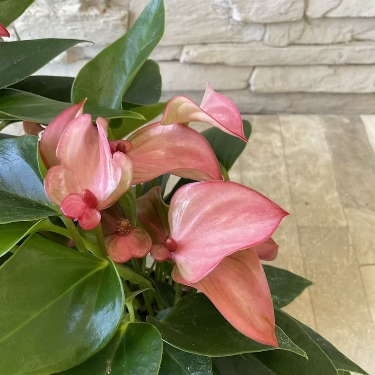 【観葉植物】変わり咲きニュアンスリウム　マタタ