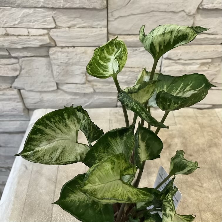 【観葉植物】シンゴニウム　シュリンクハート