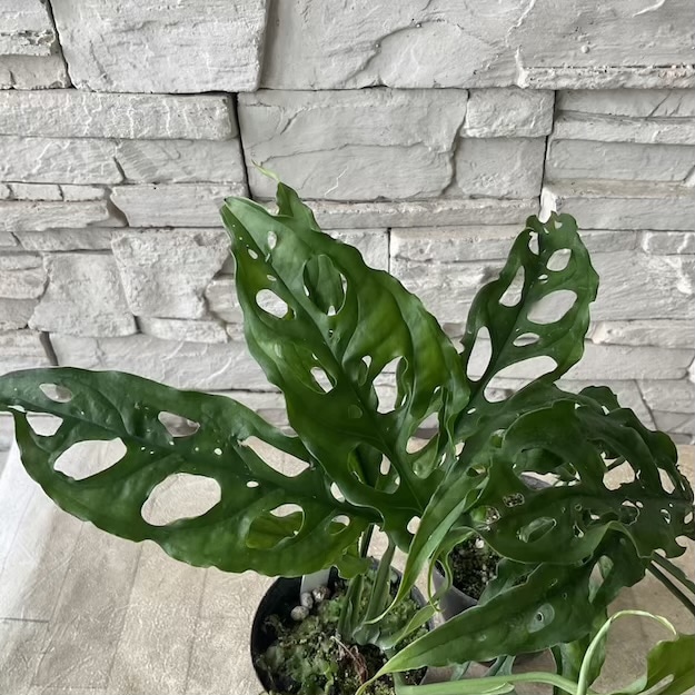 【観葉植物】レア！モンステラ　オブリクリア