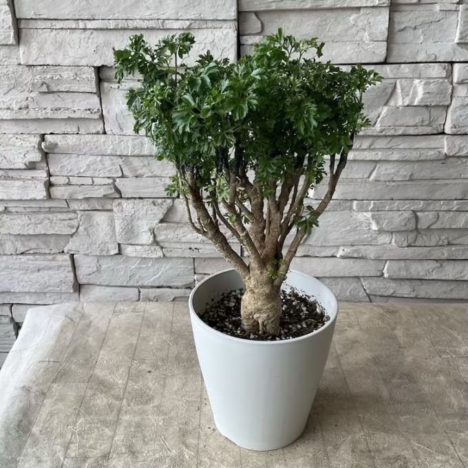 【観葉植物】 ポリシャス　パセリ