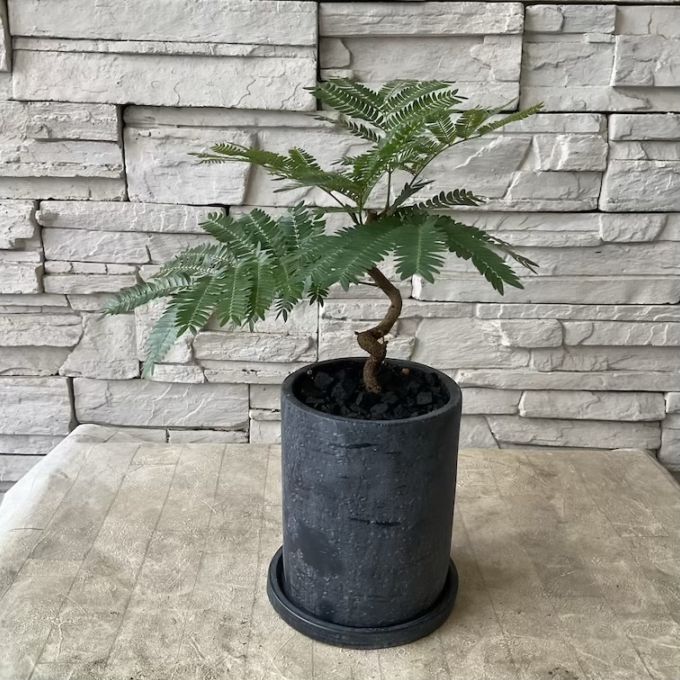 【観葉植物】 エバーフレッシュ　鉢植え