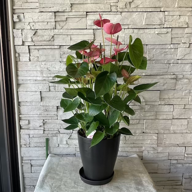 【送料無料】【観葉植物】アンスリウム　リビウム　ルビー