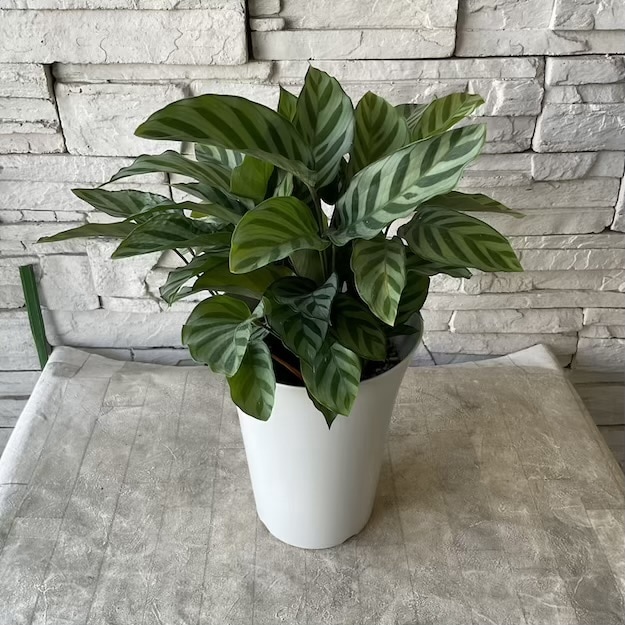 【観葉植物】カラテア　フレディー