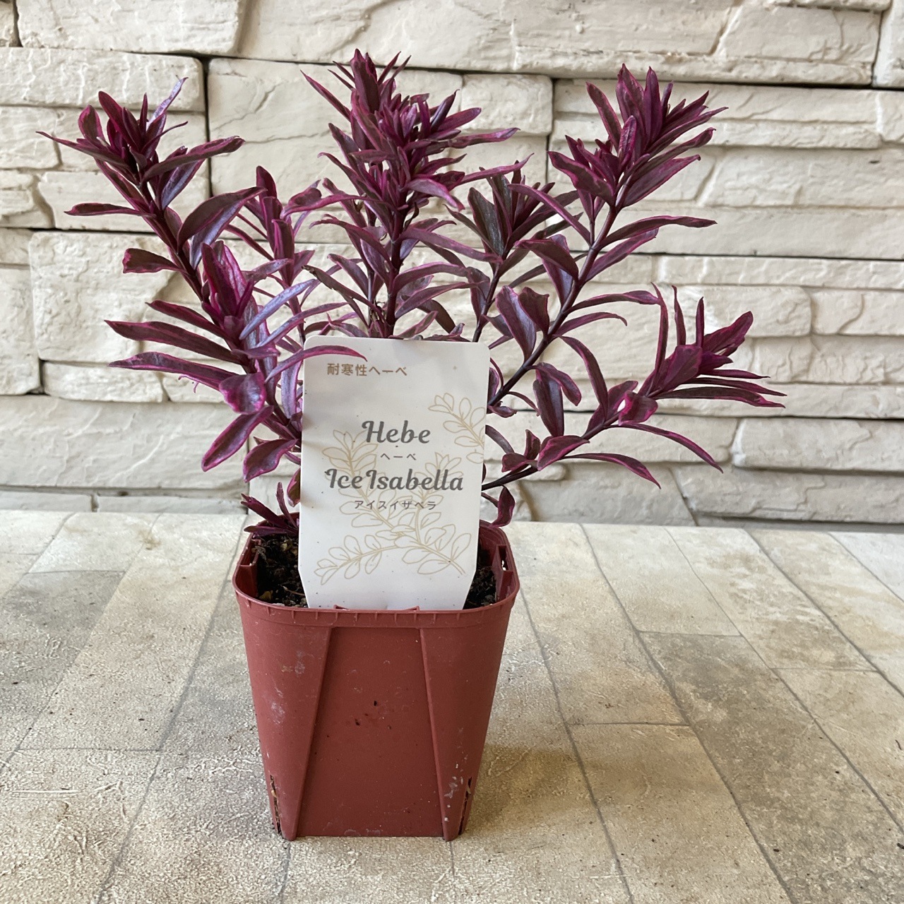 耐寒性ヘーベ アイスイザベラ | 鉢花・花苗 | 橋本種苗園オンラインストア