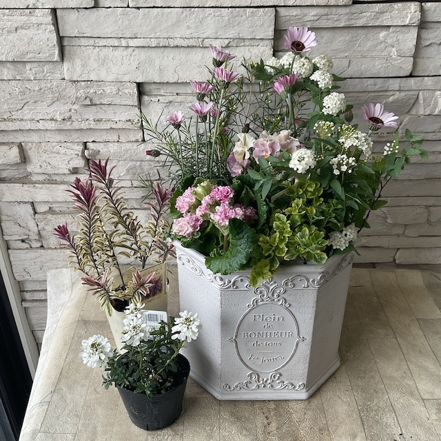 春先取り暖かな春色カラーの寄せ植え 花苗セット】 | 寄せ植え