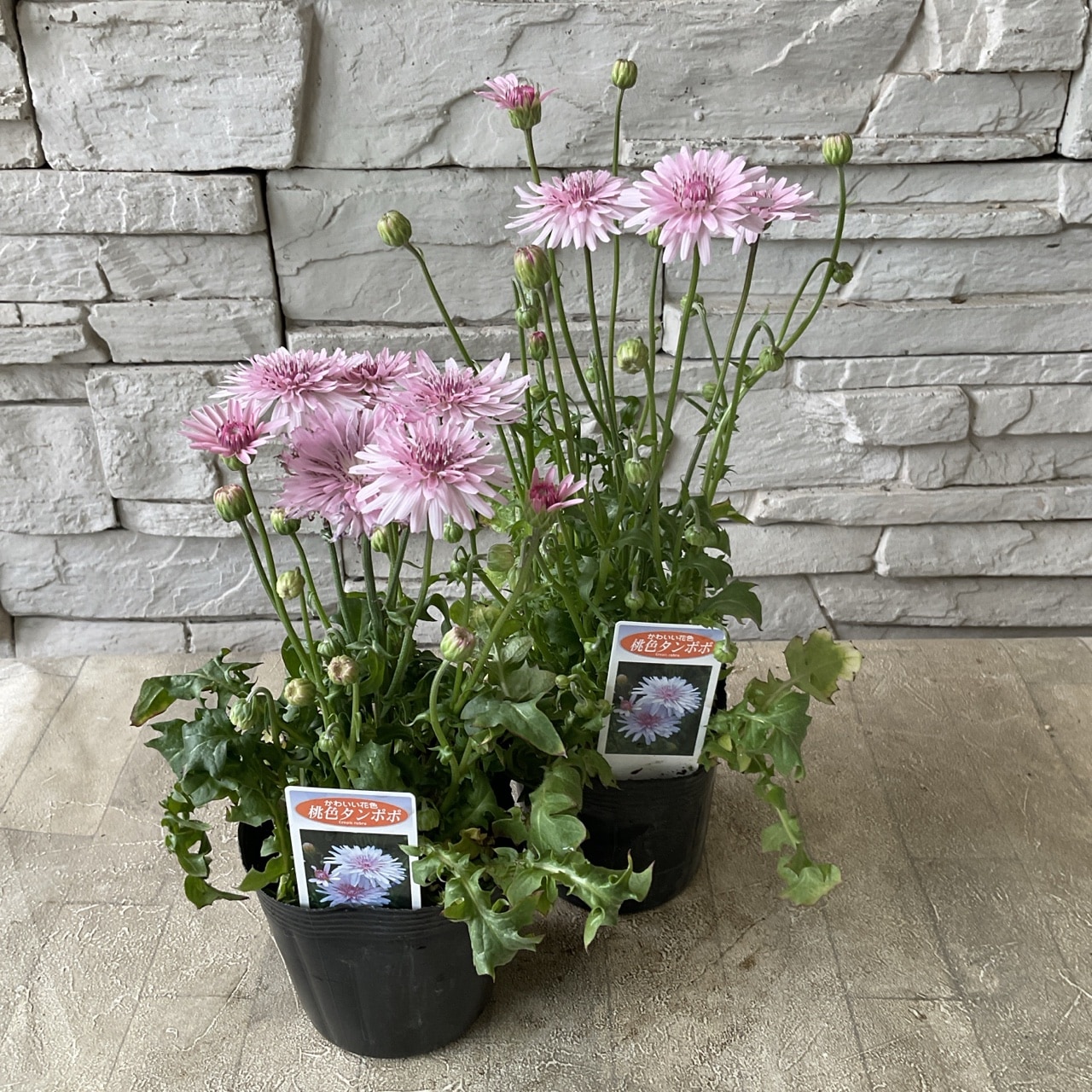 桃色たんぽぽ 3.5寸ポット | 鉢花・花苗 | 橋本種苗園オンラインストア