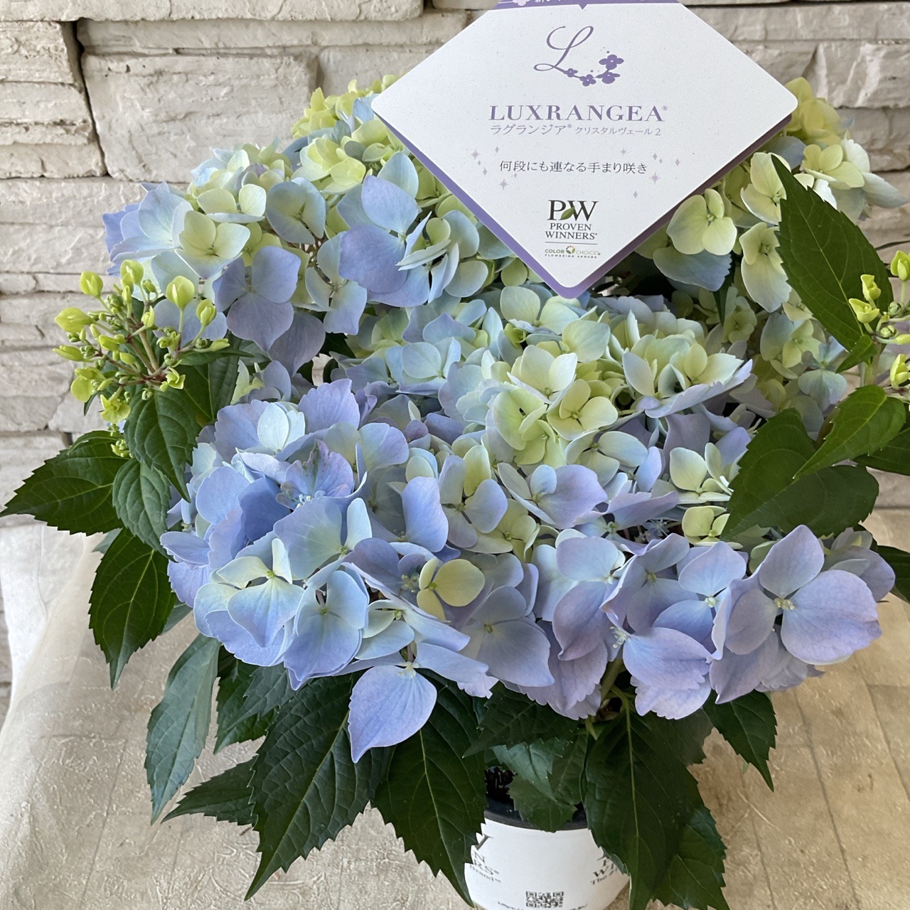 【花苗】5号大苗 PW 正規品 ラグランジア クリスタルヴェール2　現品発送　③ ラグランジア クリスタルヴェール2 【花木苗 5号鉢／1個売り