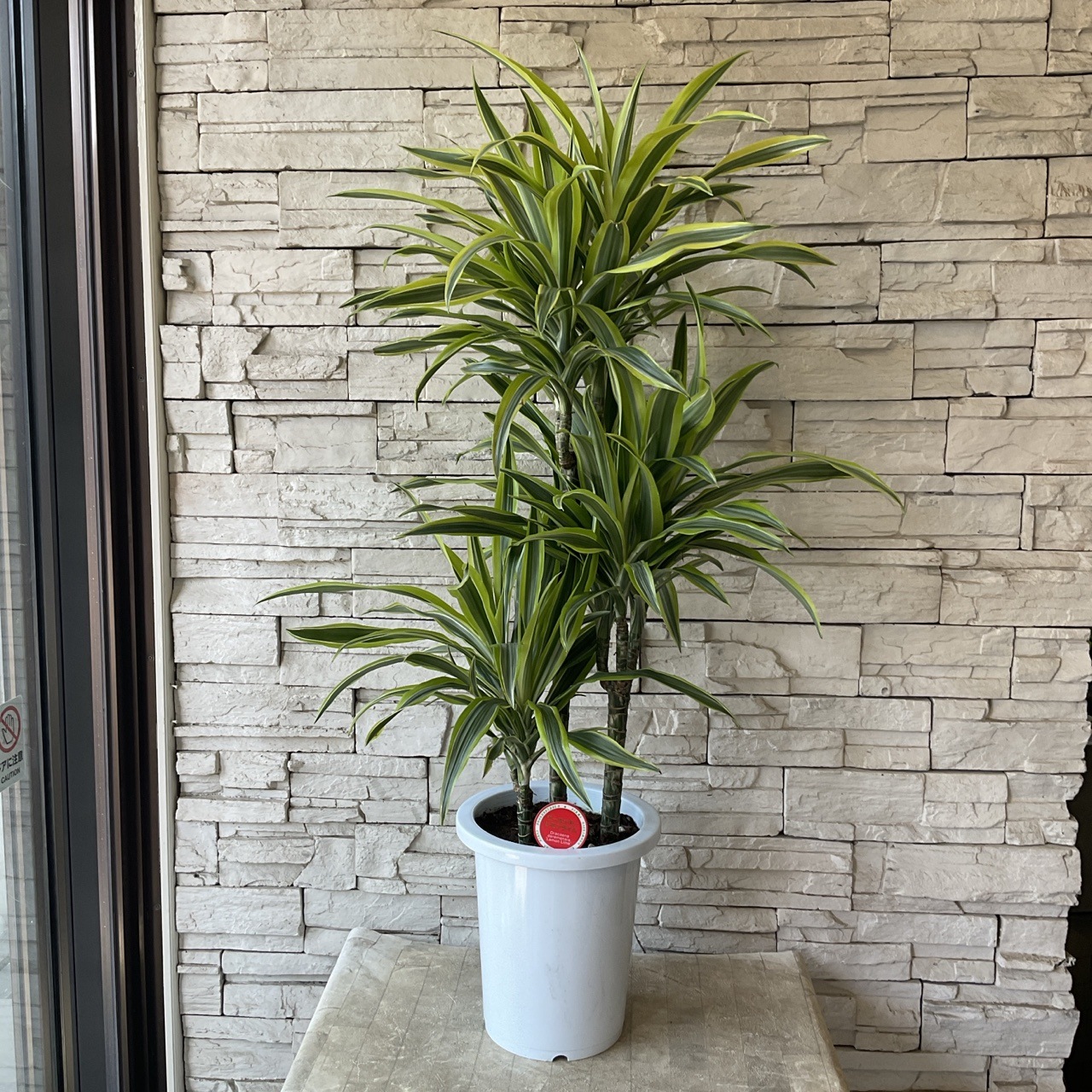 送料無料】【観葉植物】ドラセナ ワーネッキー レモンライム 8寸