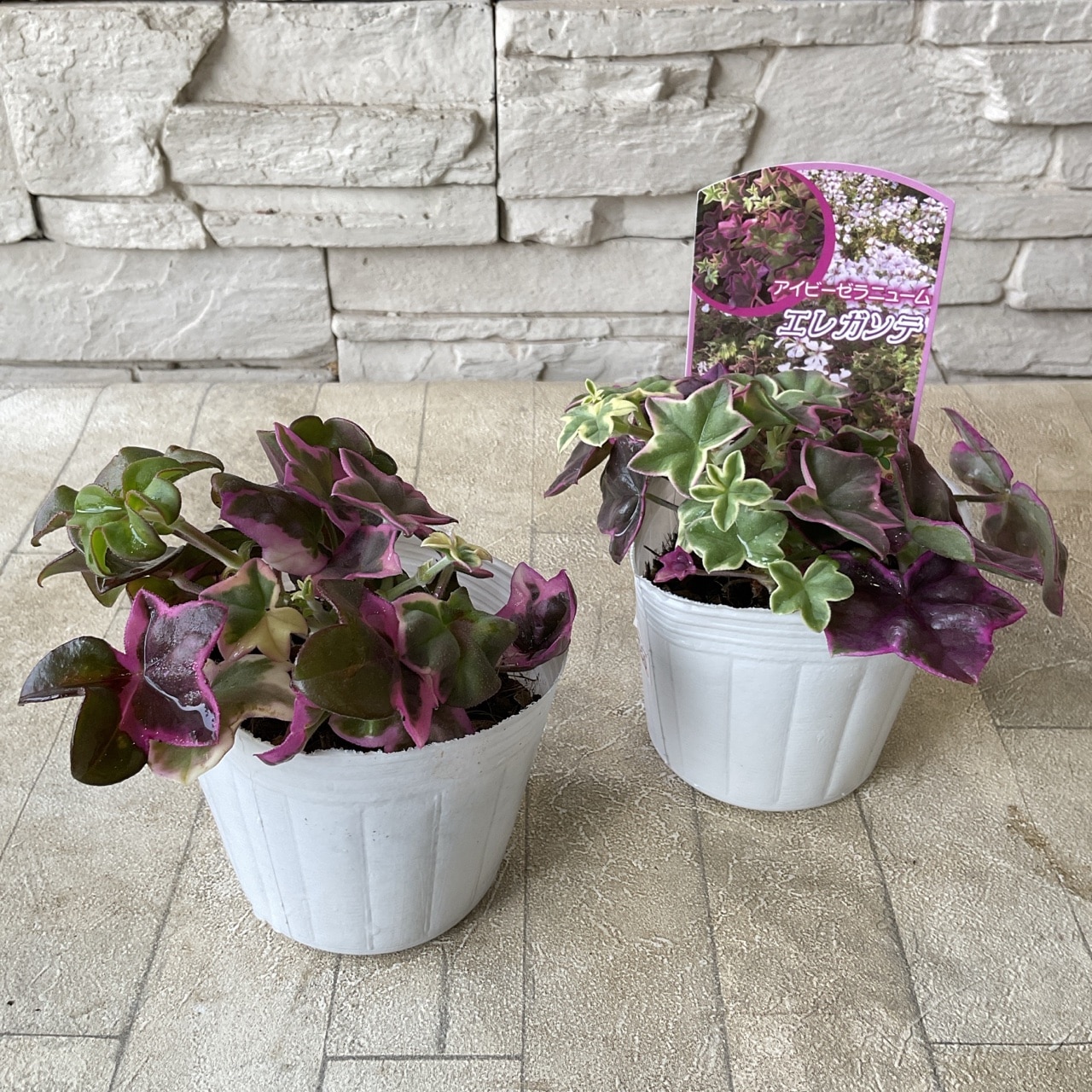 アイビーゼラニウム エレガンテ 3寸ポット | 鉢花・花苗 | 橋本種苗園