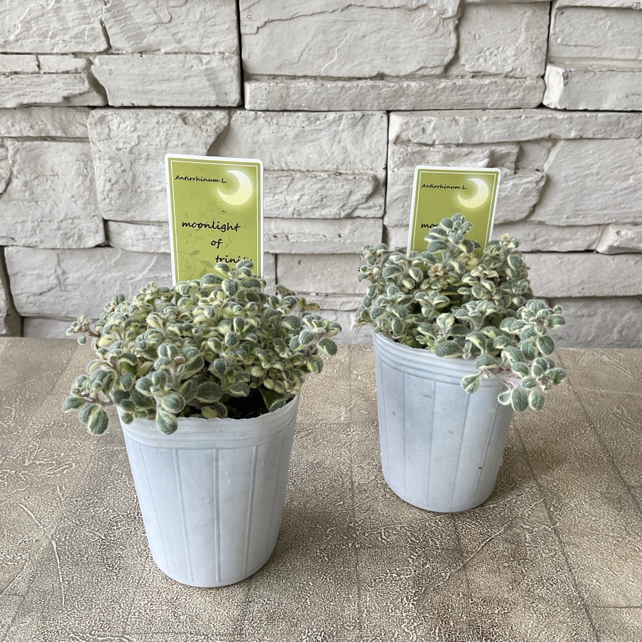 宿根金魚草 ムーンライト オブ トリニティ 2.5寸ポット | 鉢花・花苗