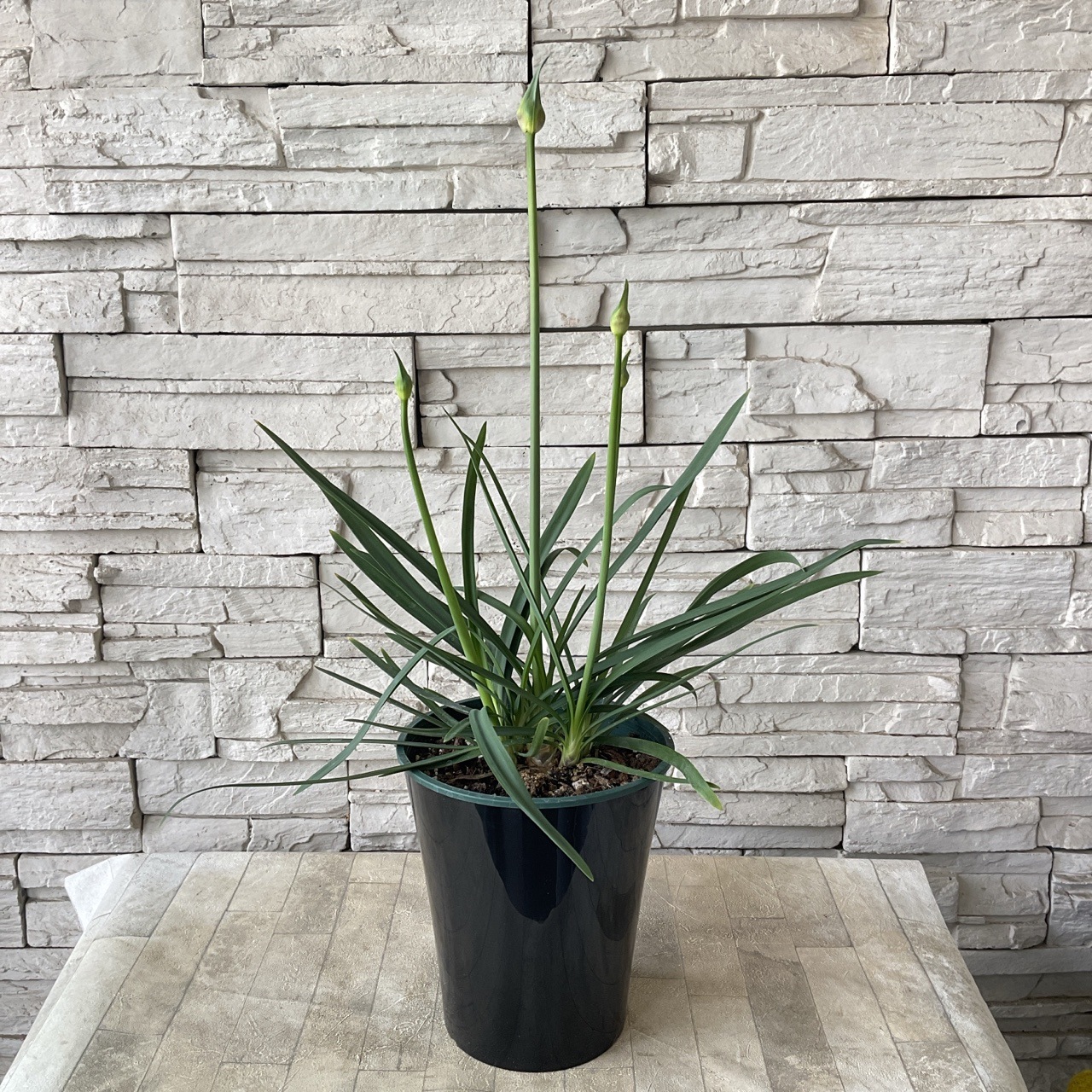 アガパンサス サマーラブ 6寸鉢 | 鉢花・花苗 | 橋本種苗園オンライン