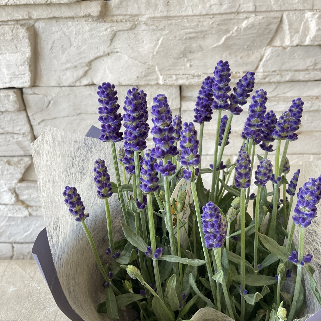 お花　父の日　寄せ植え　イングリッシュラベンダー　カンパヌラ　ブルーワンダー お花 父の日 寄せ植え イングリッシュラベンダー カンパヌラ