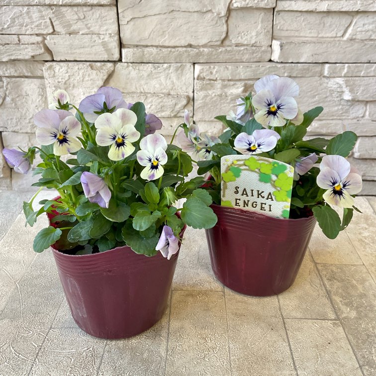 彩花園芸さんのビオラ 3.5号ポット | 鉢花・花苗 | 橋本種苗園