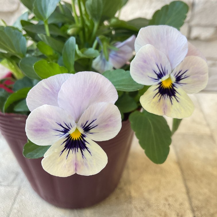 彩花園芸さんのビオラ 3.5号ポット | 鉢花・花苗 | 橋本種苗園