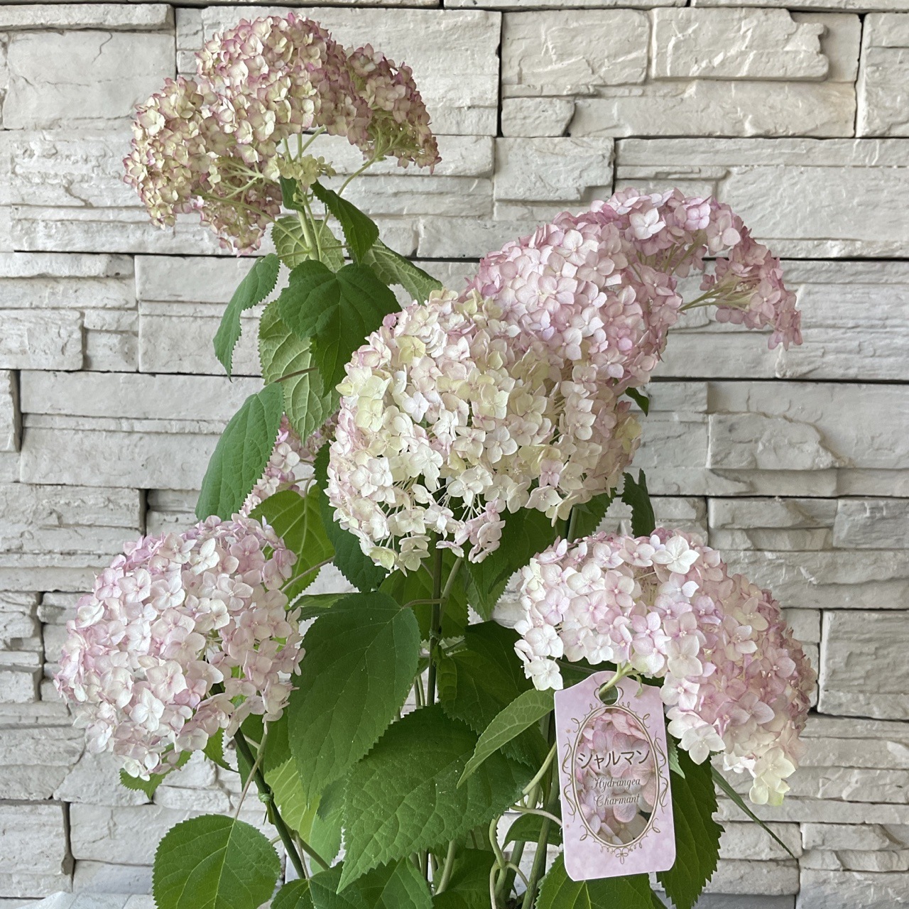 アジサイ アナベル シャルマン 5寸鉢 | 鉢花・花苗 | 橋本種苗園